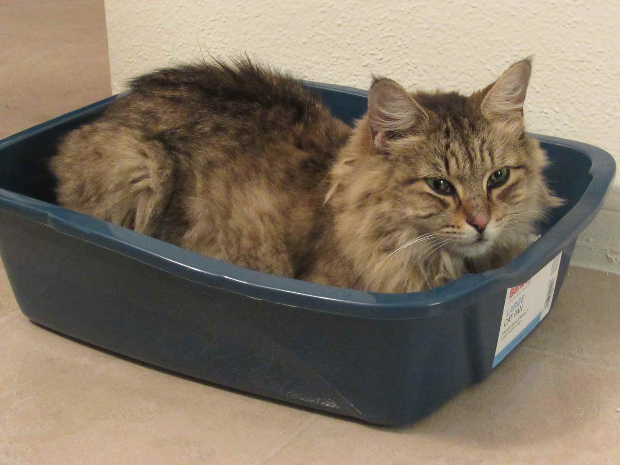 棕色的长毛猫坐在猫砂盒里。