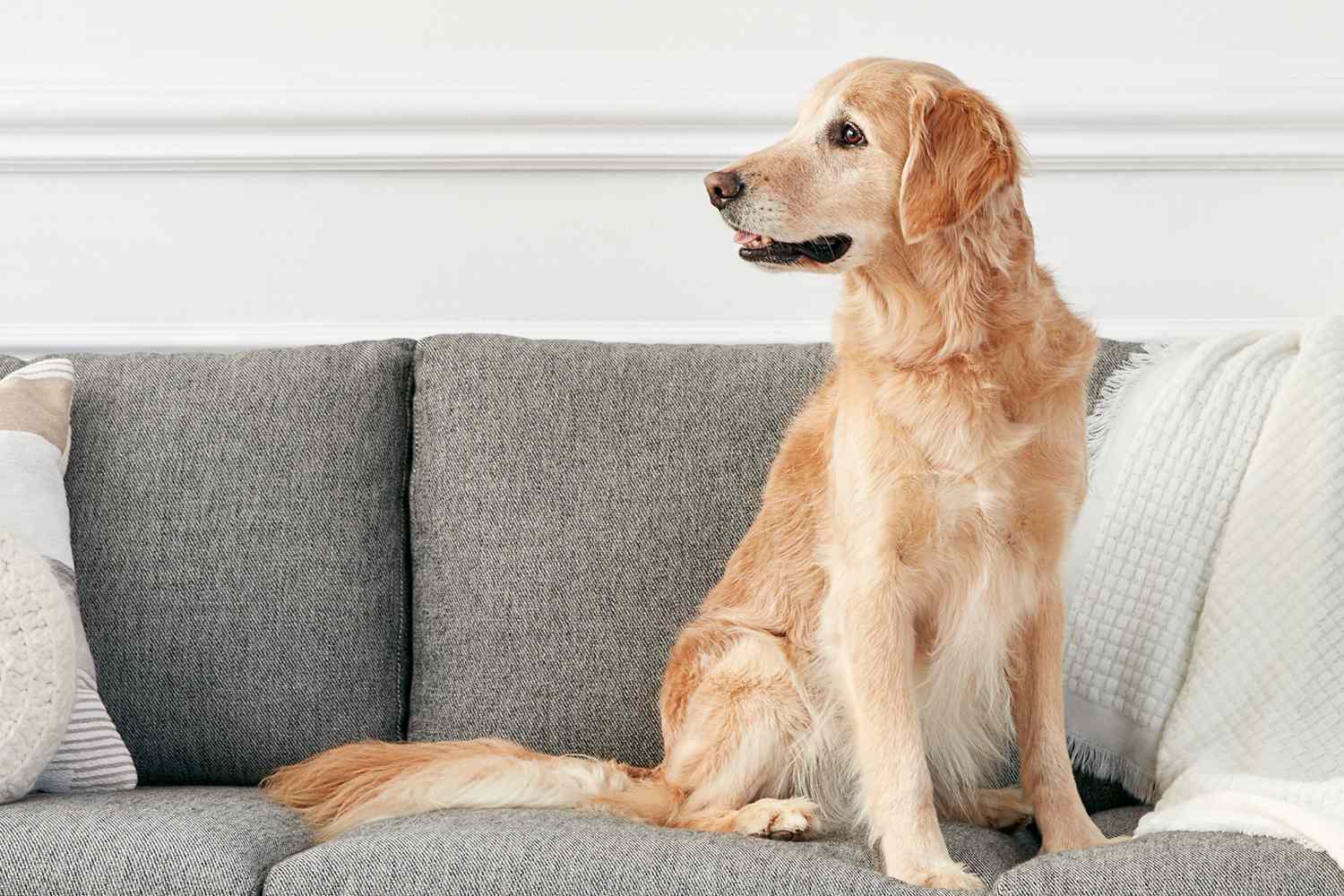 沙发上的一只金毛猎犬