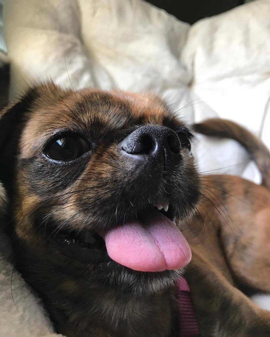 北京小猎犬的特写。