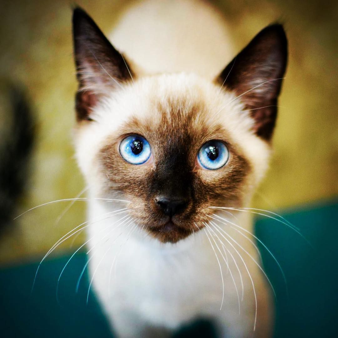 一个猫在猫身上看着