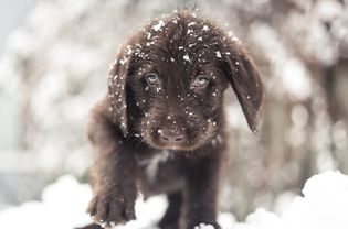 一只巧克力色的拉布拉多在加拿大蒙特利尔探索雪。