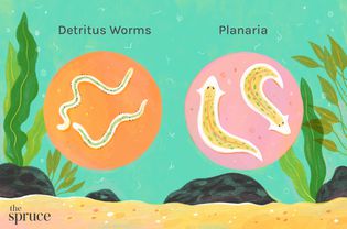 Detritus Worms and Planaria