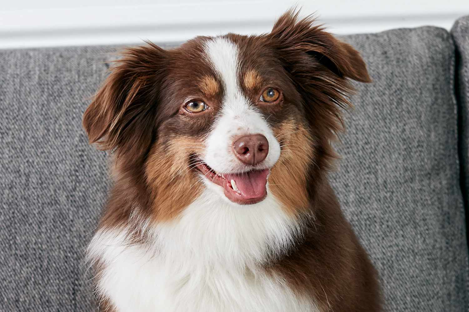 澳大利亚牧羊犬的肖像