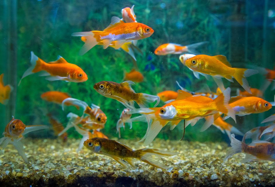 金鱼水族馆在水族馆