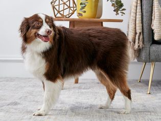 站在室内的澳大利亚牧羊犬的侧面