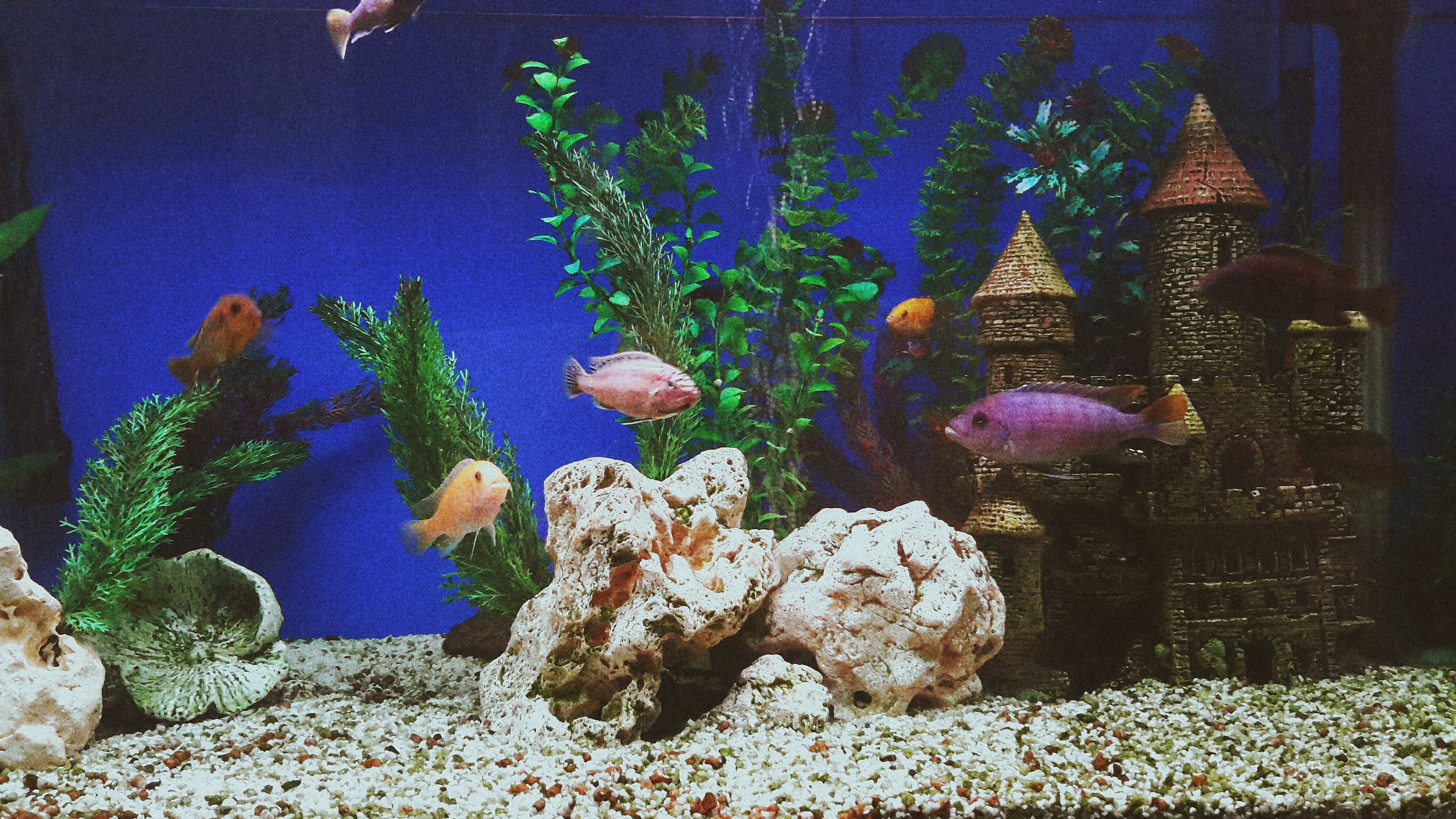 鱼在水族馆里游泳的特写