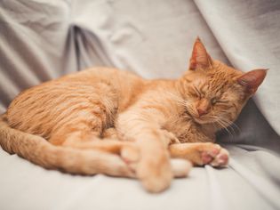 红猫睡觉的照片