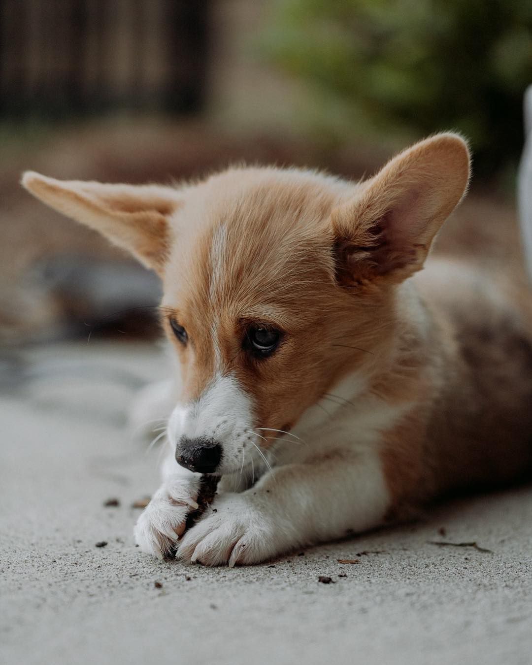 一只柯基犬在啃棍子。