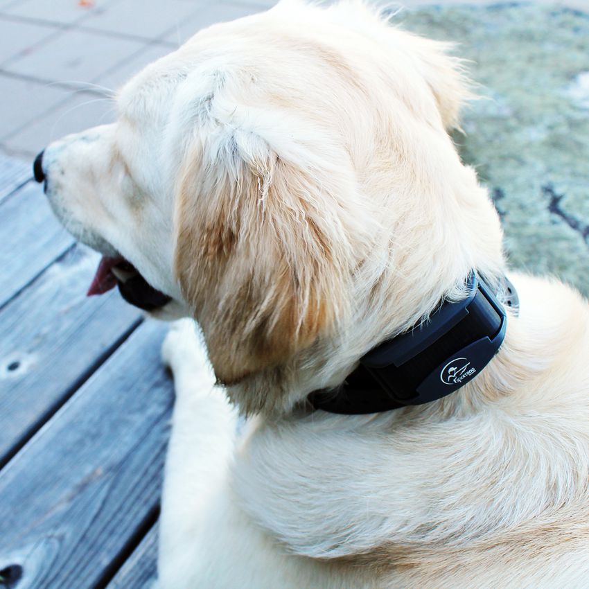 SportDOG FieldTrainer 425X训练项圈