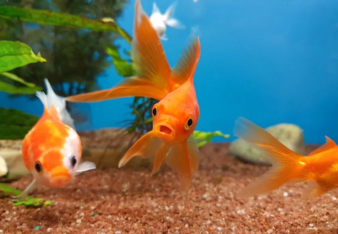 金鱼在水族馆里游泳