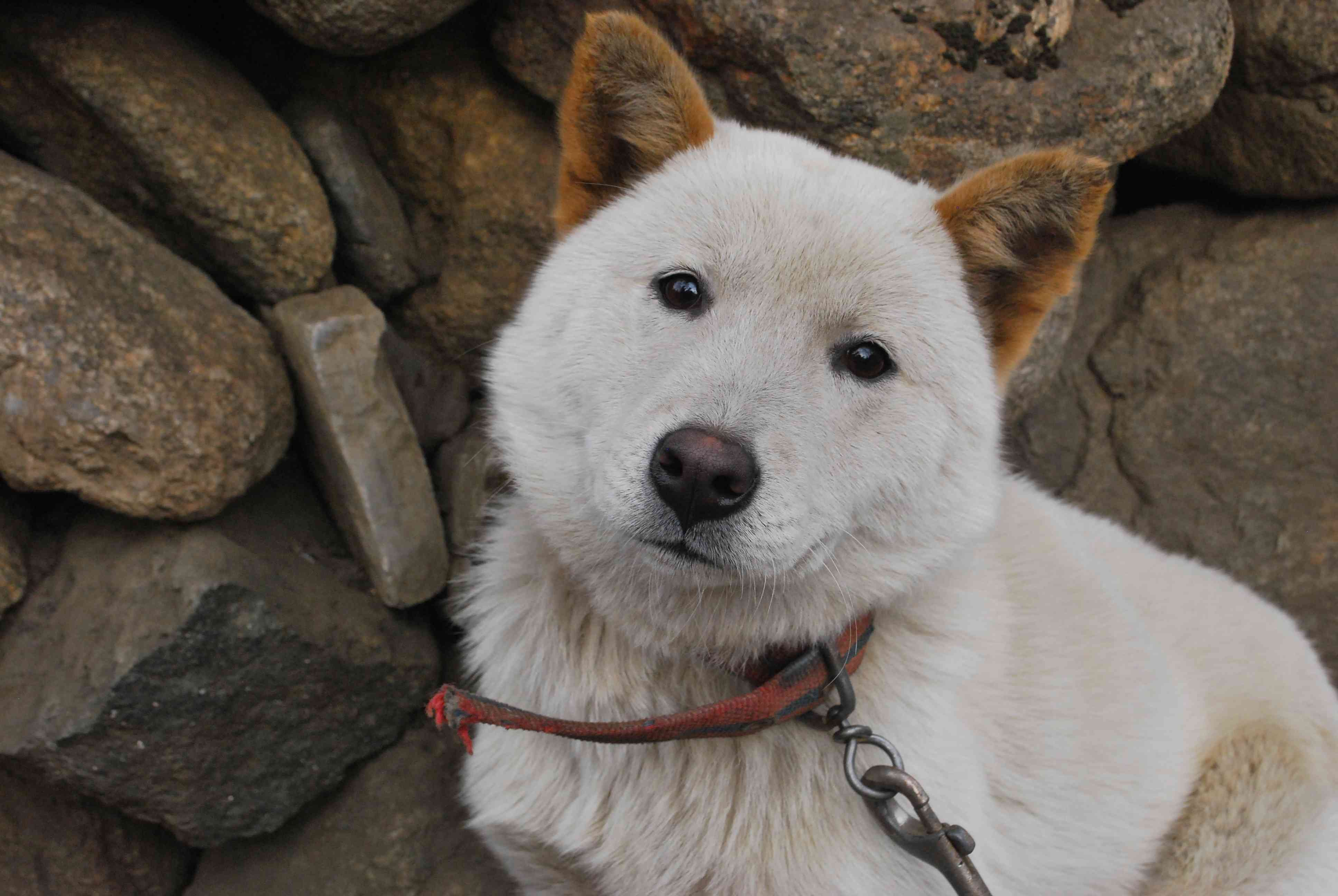 韩国珍岛犬