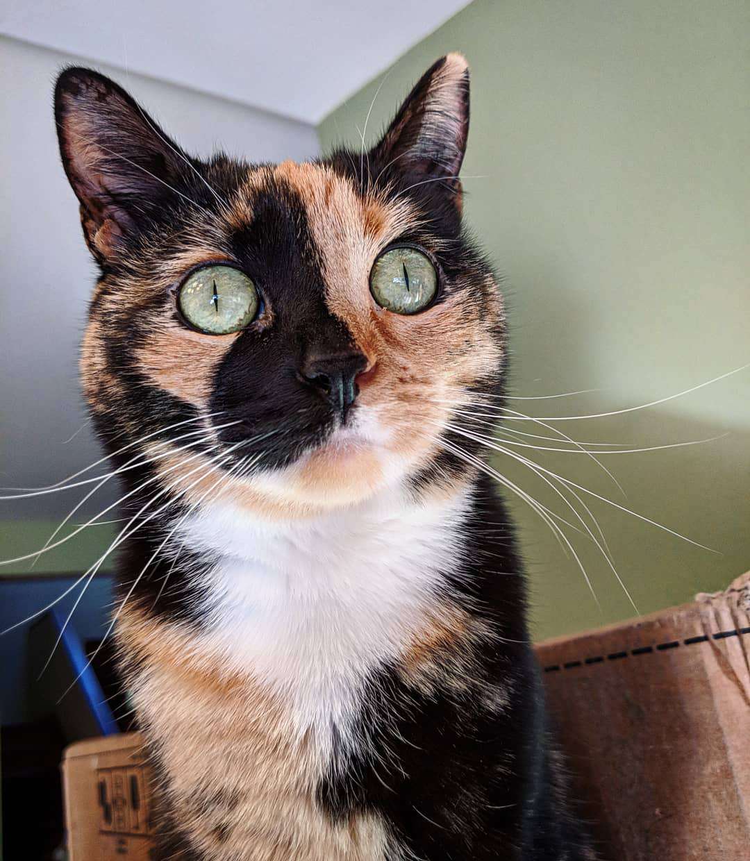 猫猫