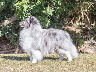 灰色和白色的设得兰牧羊犬(Sheltie)的侧视图