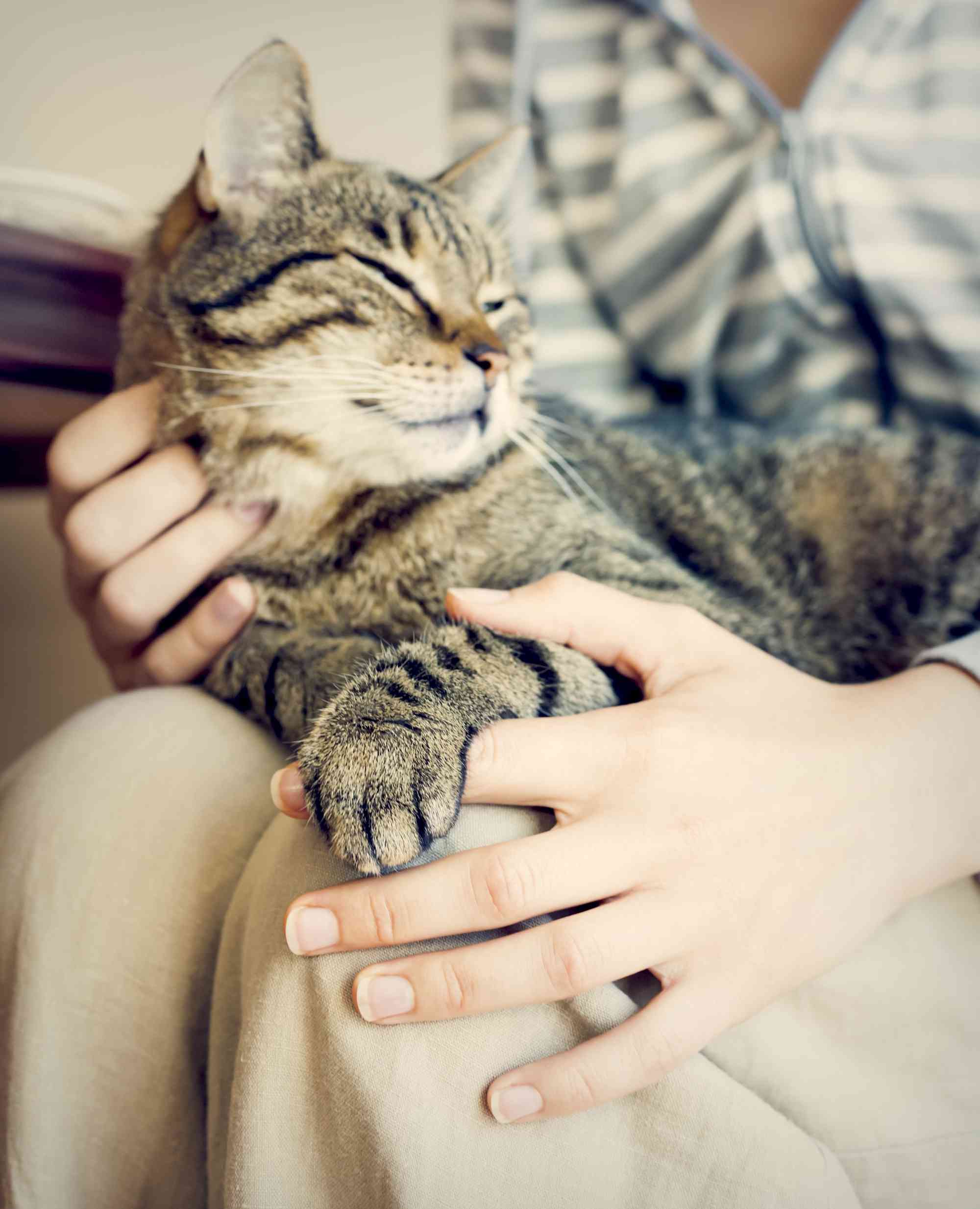 花猫坐在一个女人的大腿上