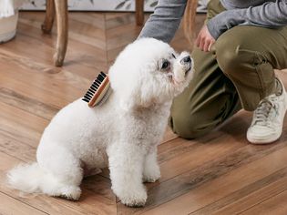 给比雄犬刷毛