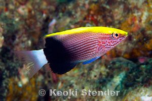夏威夷猪豚幼鱼(Bodianus albotaeniatus)