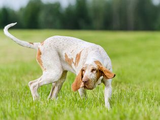 bracco犬的狗
