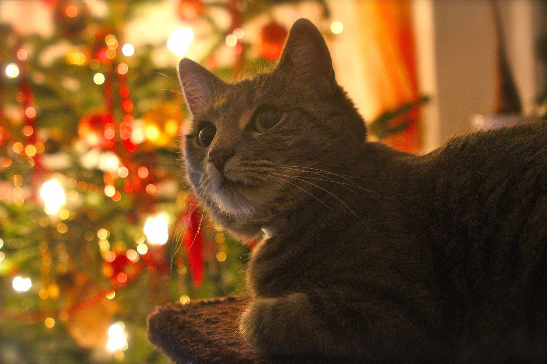 猫圣诞树