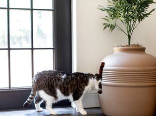 棕褐色和白猫戳头，棕褐色的猫垃圾箱，上面有植物