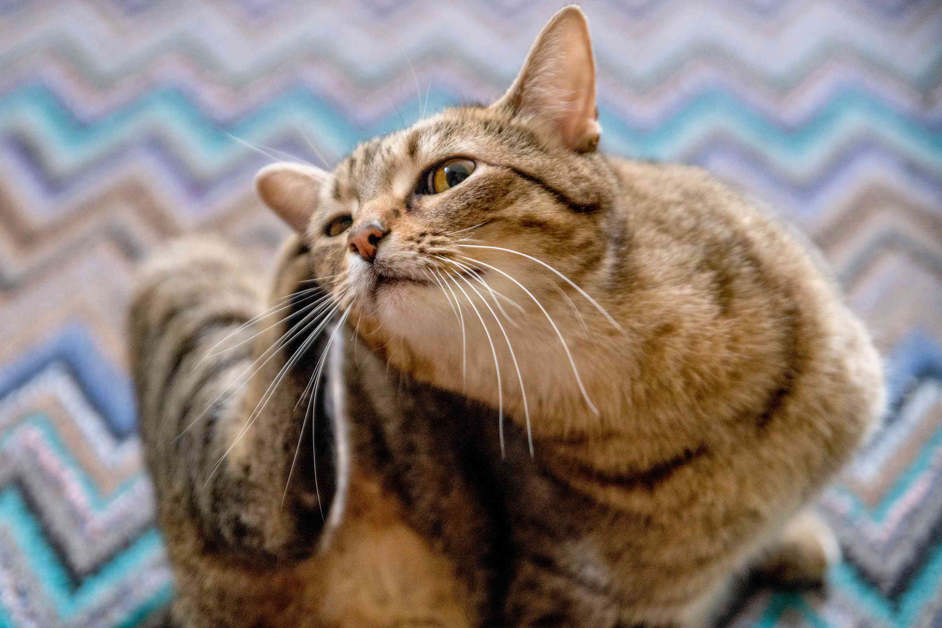棕色条纹的猫在图案地毯上抓耳朵