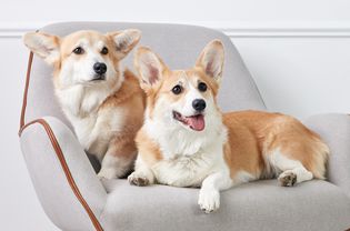 Two Pembroke Welsh corgis