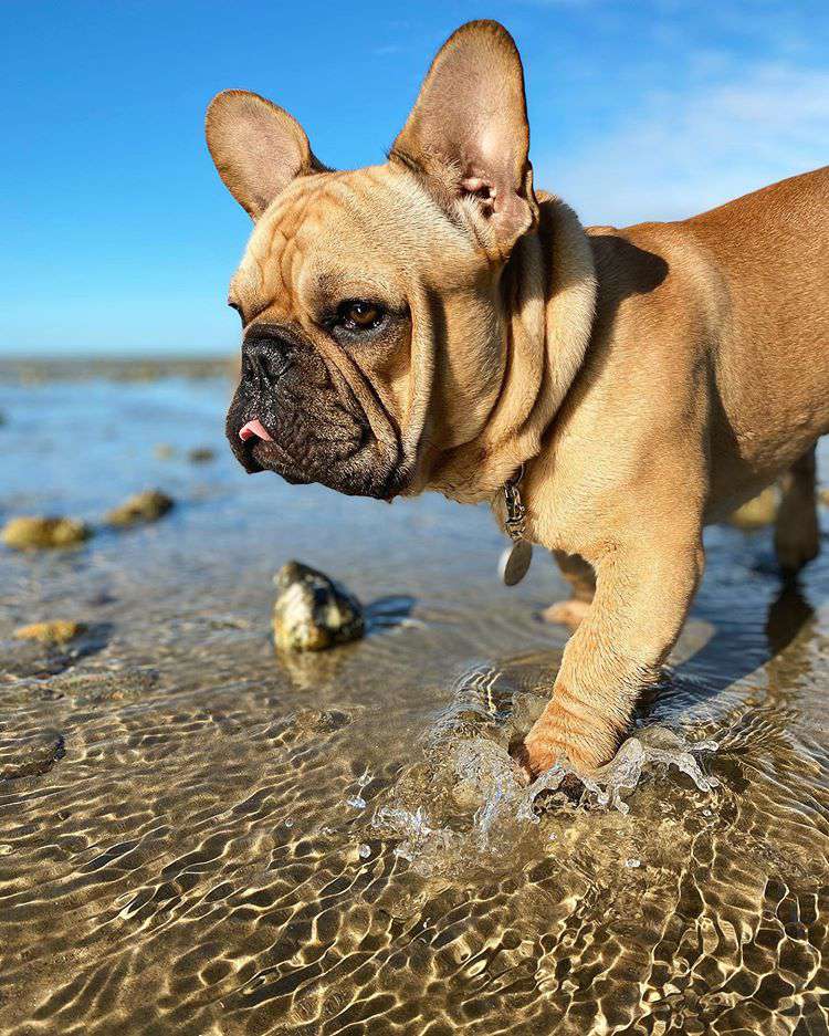 一只浅棕色的法国猎犬在海滩上溅起水花。