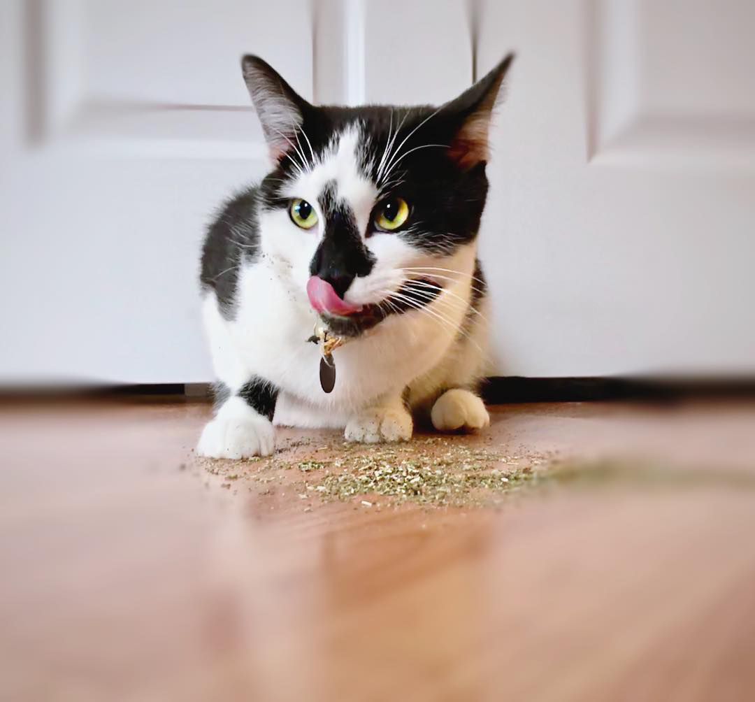 猫享受猫薄荷