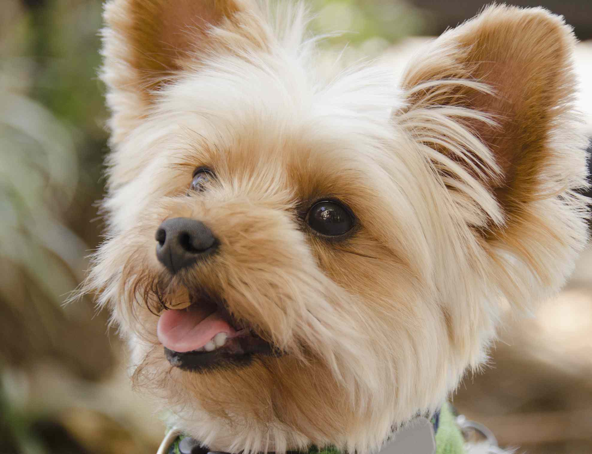 约克郡犬