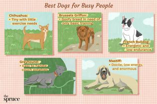 Best Dogs for Busy People