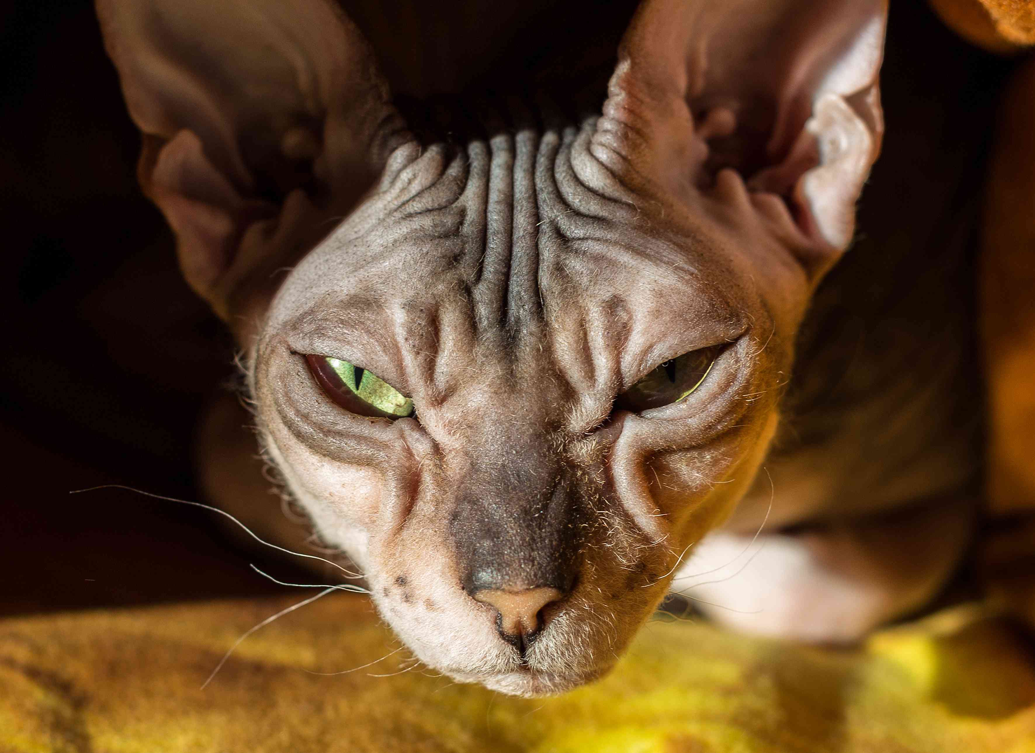 小猫的猫差点