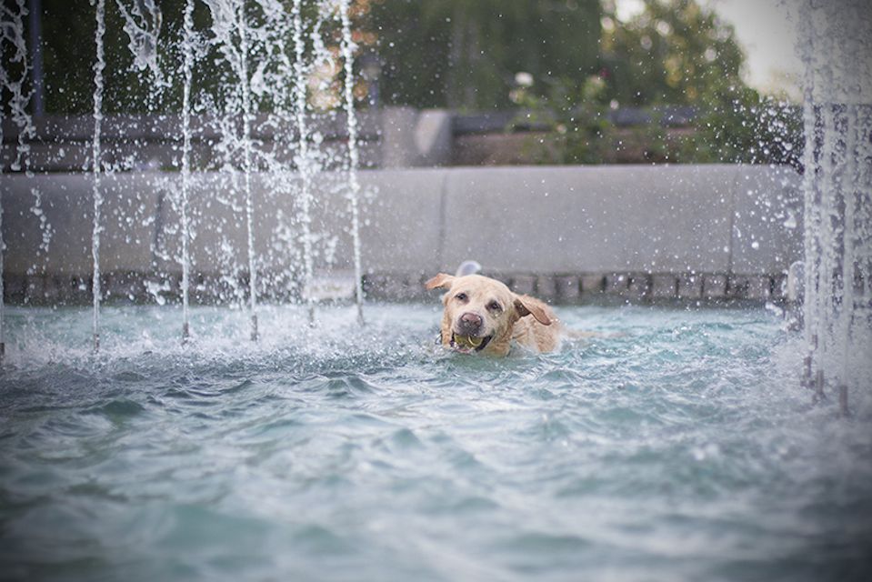 拉布拉多寻回犬游泳