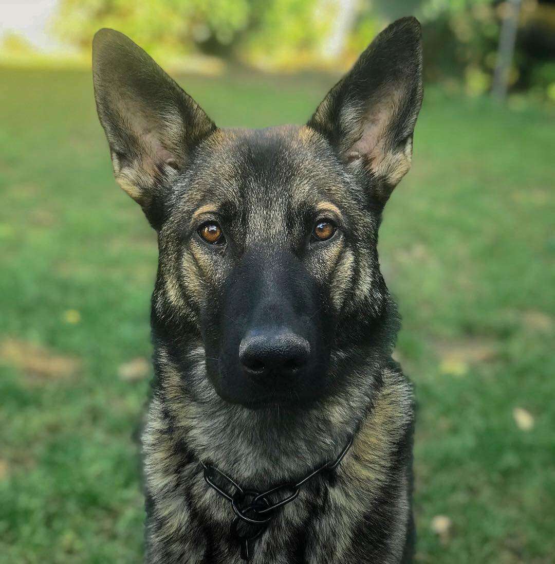 可爱的德国牧羊犬