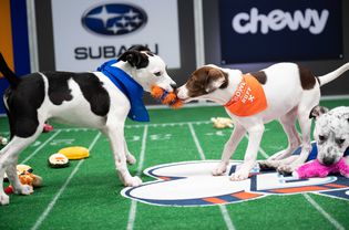 Puppy Bowl 2021