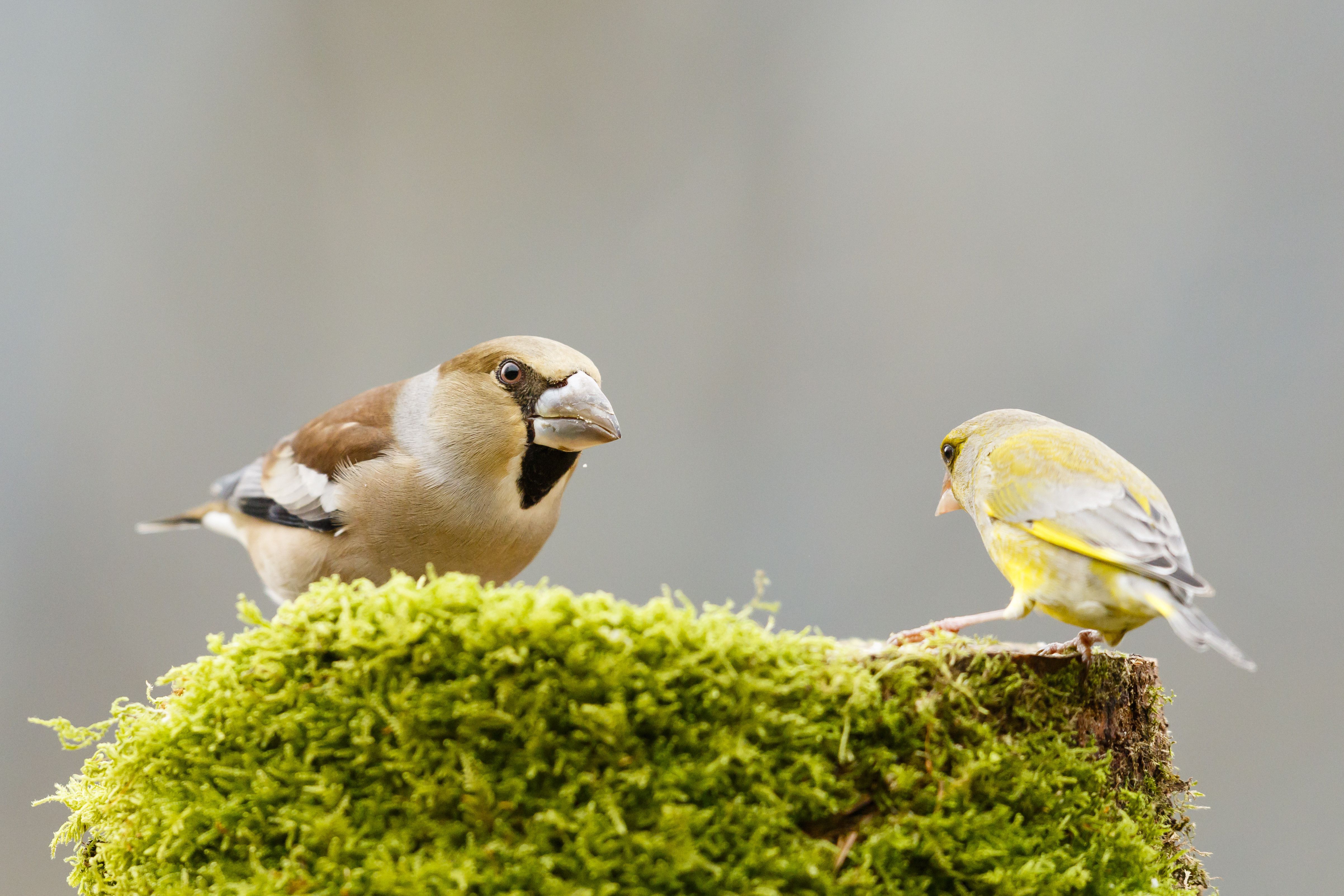 法国阿尔萨斯，雌山雀(Coccothraustes Coccothraustes)在树桩上挑战一只金翅雀(Chloris Chloris)