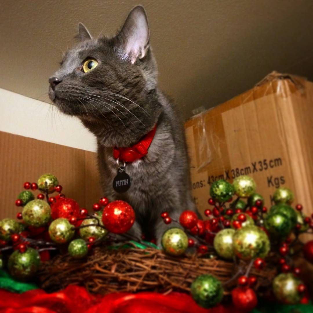 猫圣诞装饰品和花环