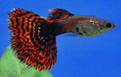 Colorful Guppy