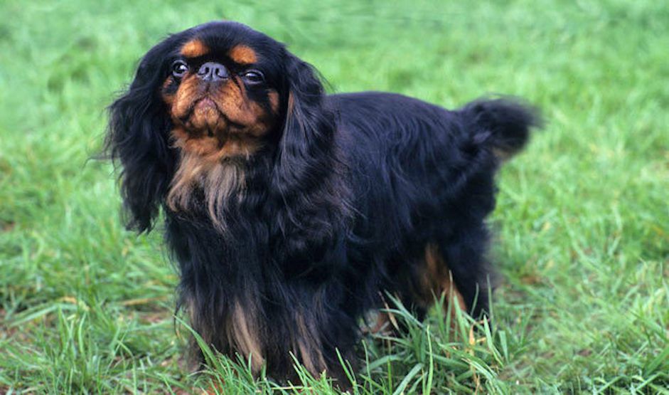 草地上黑棕色的英国玩具猎犬
