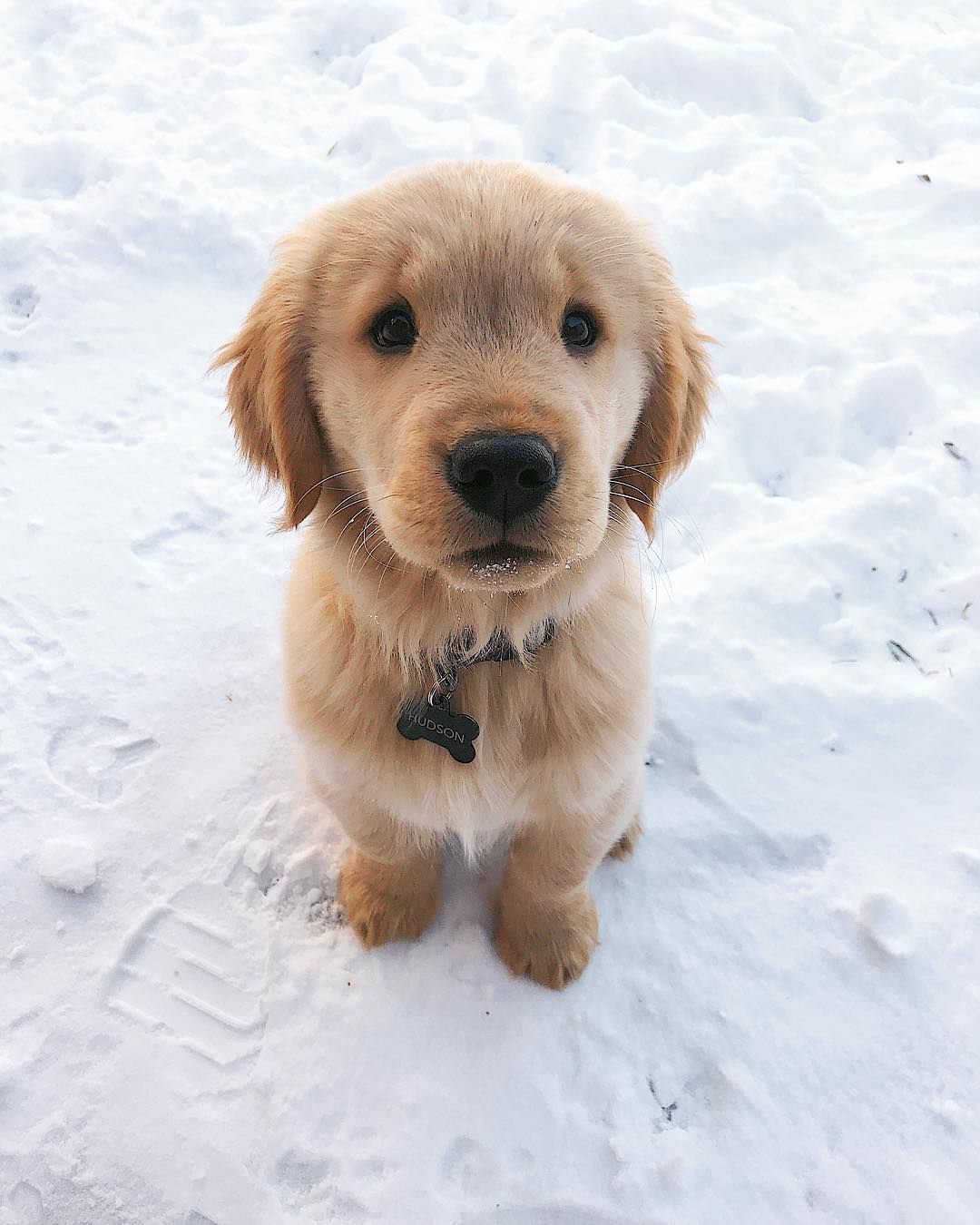 雪地里的金毛猎犬