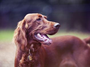 红色爱尔兰塞特犬微笑