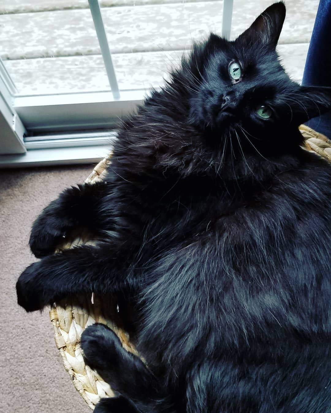 一只黑色的挪威森林猫向窗外望去。