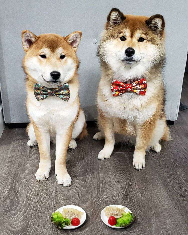 两只柴犬坐在地板上，戴着领结看着镜头。