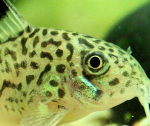 Corydoras julii