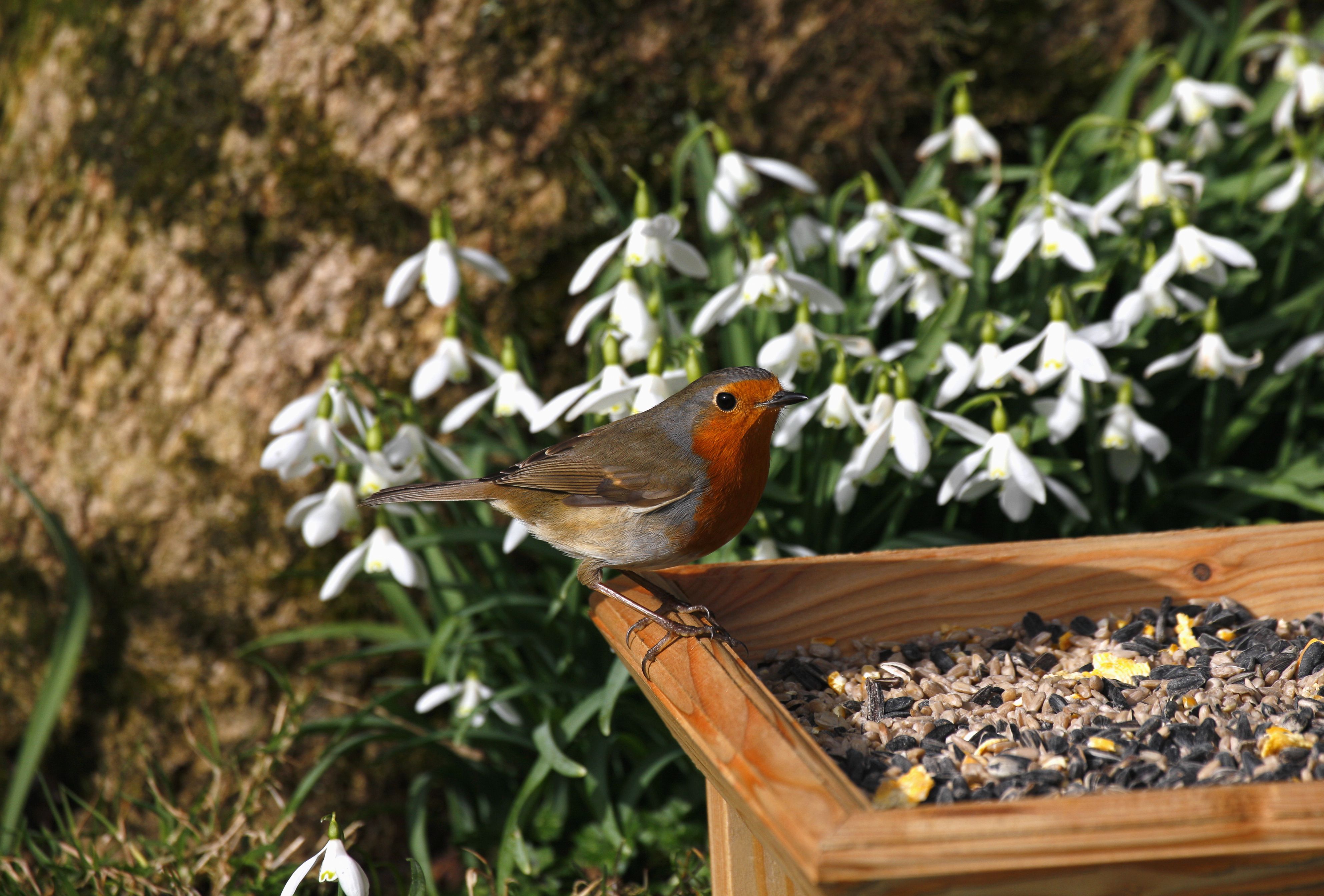 知更鸟(Erithacus rubecula)在喂食器上，雪花莲(Nivalis)在后面，三月