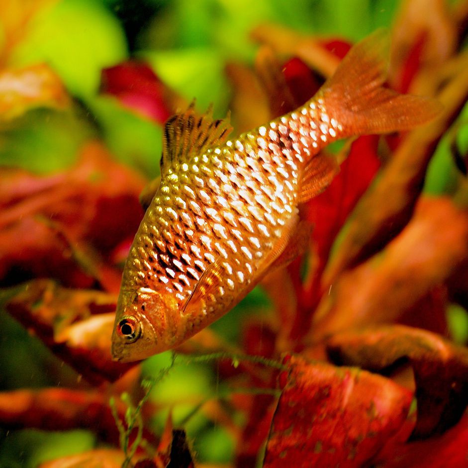 Puntius conchonius -玫瑰倒钩