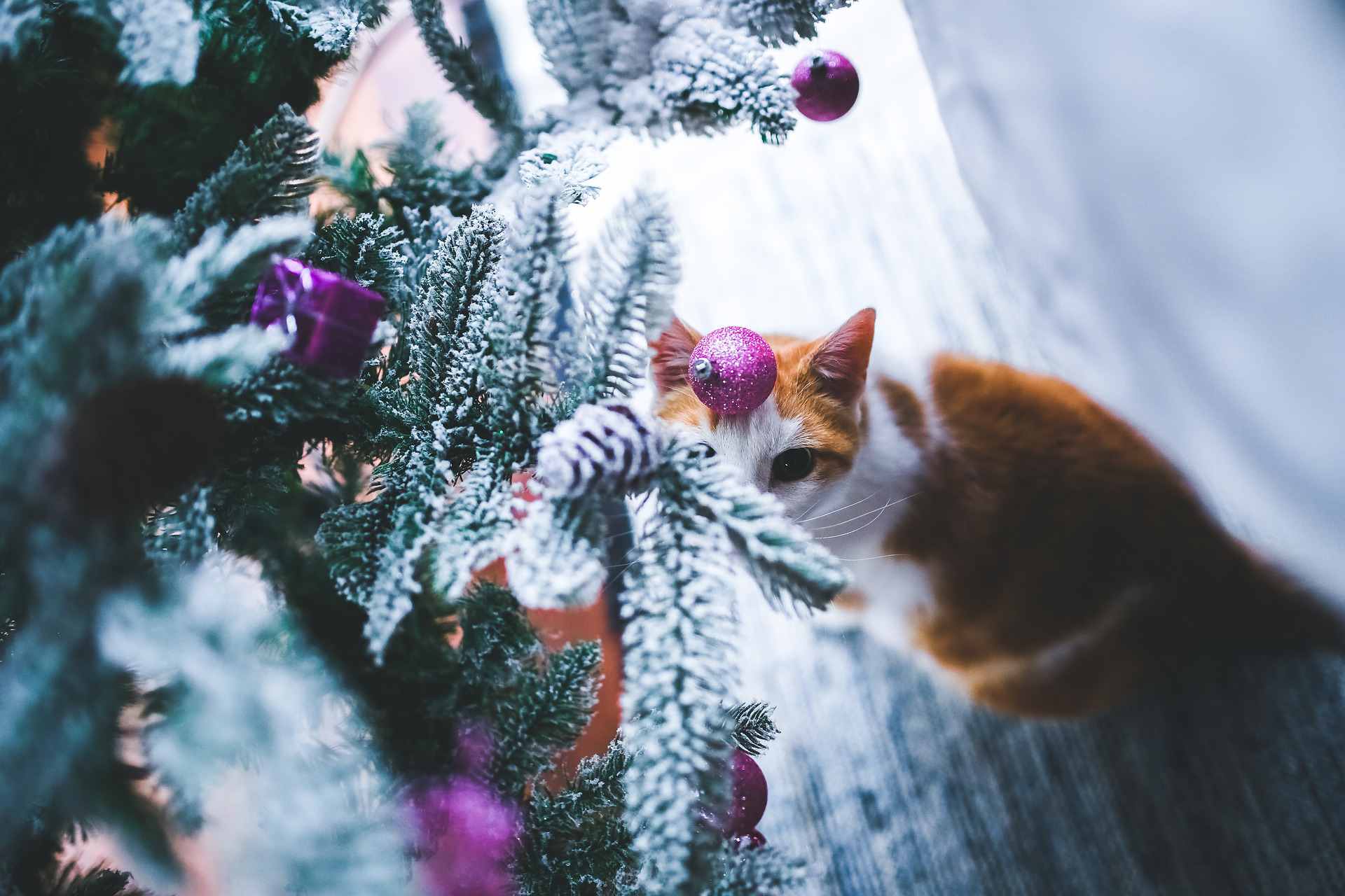 猫圣诞树