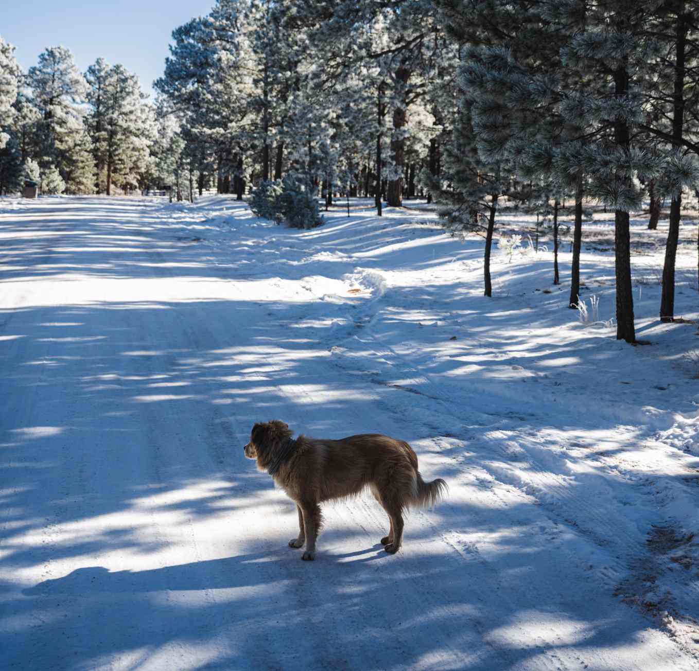 萨凡纳在雪地里摆姿势