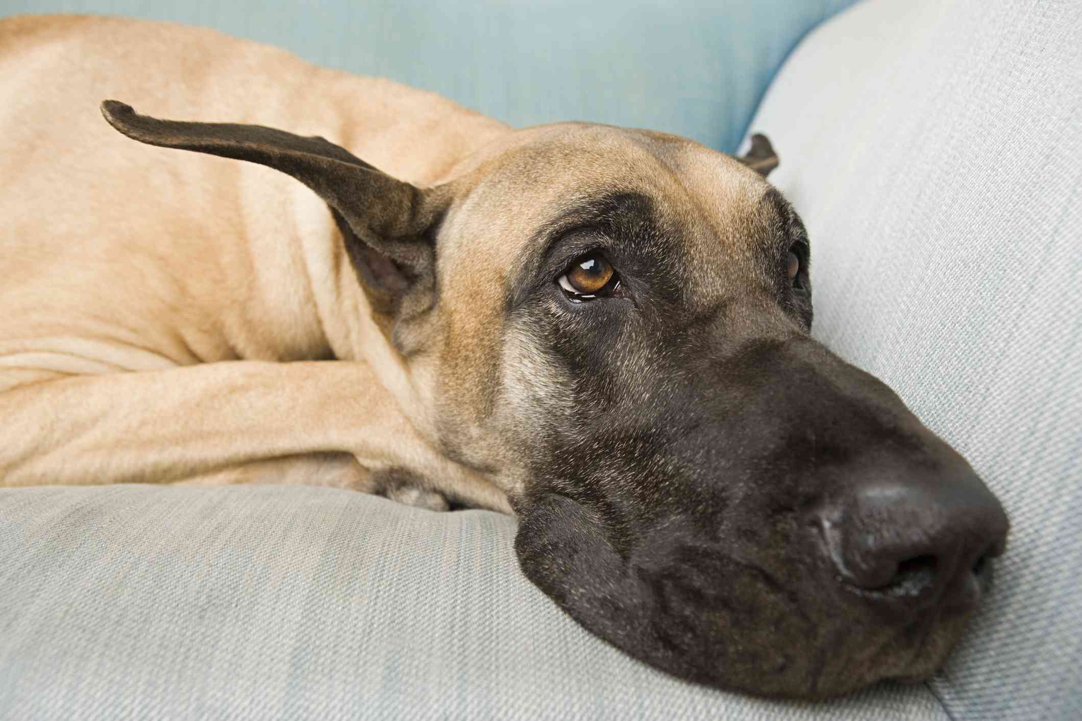 Great dane resting on couch; Great dane dog names