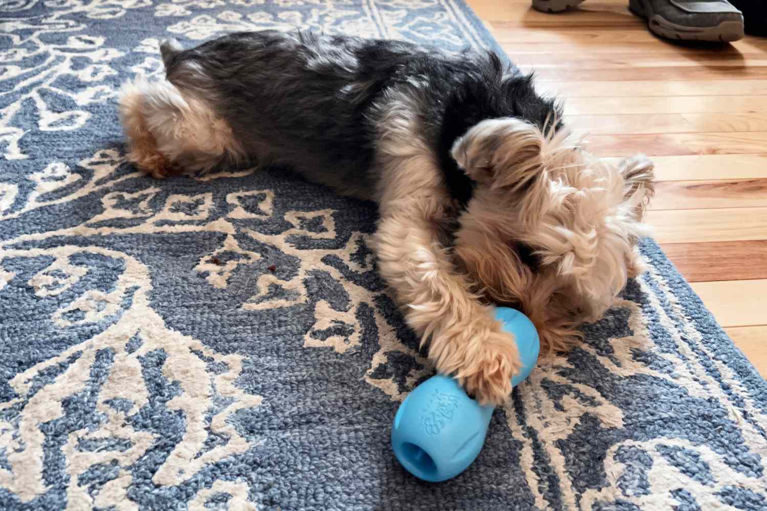 A dog laying on the floor chewing on the West Paw Zogoflex Qwizl Dog Puzzle Treat Toy