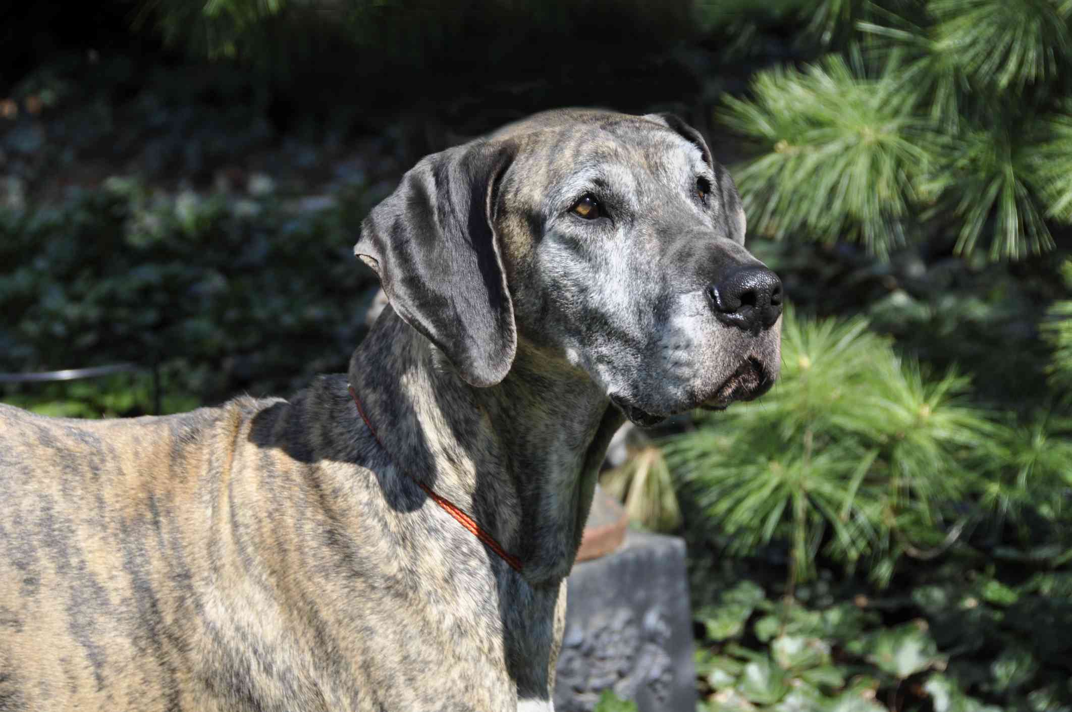 斑纹大丹犬侧面照片