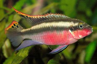 Kribensis - Pelvicachromis pulcher